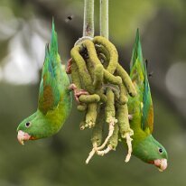 orange-chinned parakeets_08A6418 Orange-chinned parakeets, Darien, Panama