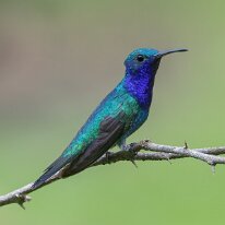 sapphire-throated hummingbird_08A6612 Sapphire-throated hummingbird, Darien, Panama