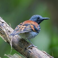 spotted antbird_08A8331 Spotted antbird, Darien, Panama