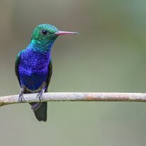 violet-bellied hummingbird_08A8686 Violet-bellied hummingbird, Darien, Panama