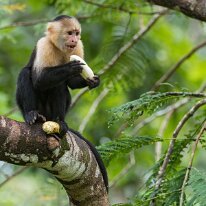 white-faced capuchin_08A9253 White-faced capuchin, Darien, Panama