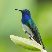 white-necked jacobin_08A7262 White-necked jacobin, Darien, Panama
