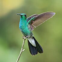 white-vented plumeleteer_08A6582 White-vented plumeleteer, Darien, Panama