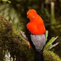 Andean cock-of-the-rock Andean cock-of-the-rock, Manu road, Peru