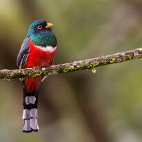 Masked trogon (2803) Masked trogon, Manu road, Peru