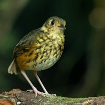 amazonian antpitta_08A7054 Amazonian antpitta, Mirador Pico de Hoz, Peru