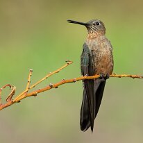 giant hummingbird_08A1711 Giant hummingbird, Santuario de Colibríes Sacred Garden, Peru