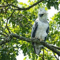 harpy eagle_08A5780 Harpy eagle, Pilcopata, Peru
