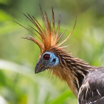 hoatzin (2221) Hoatzin, Madre de Dios, Peru