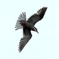 inca tern_U3A8692 Inca tern, Pucusana, Peru
