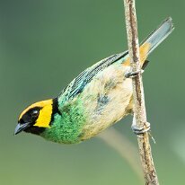 saffron crowned tanager_08A4015 Saffron-crowned tanager, Manu road, Peru