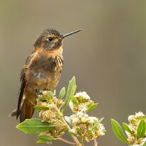 shining sunbeam_08A7570 Shining sunbeam, Cusco, Peru