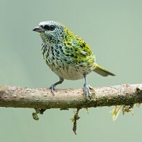 speckled tanager_08A3399 Speckled tanager, Manu road, Peru