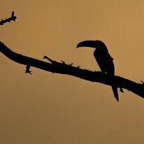 toucan silhouette_08A5222 Toucan silhouette, Pilcopata, Peru