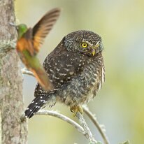 yungas pygmy owl_08A3257 Yungas pygmy-owl, Wayqecha Field Station, Peru